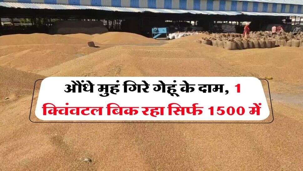 Wheat Price Down : औंधे मुहं गिरे गेहूं के दाम, 1 क्विंवटल बिक रहा सिर्फ 1500 में