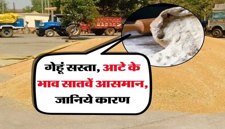 wheat flour price hike : गेहूं सस्ता, आटे के भाव सातवें आसमान, जानिये कारण