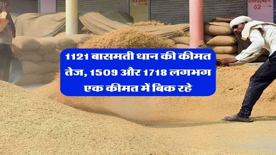 1121 धान का रेट 2026 : 1121 बासमती धान की कीमत तेज, 1509 और 1718 लगभग एक कीमत में बिक रहे