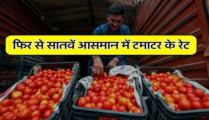 Tomato Prices in Delhi : फिर से सातवें आसमान में टमाटर के रेट, दिल्ली वाले जान लें आज के सब्जी मंडी के भाव