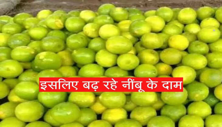 लो हो गया खुलासा, क्यों आसमान छू रहे नींबू के भाव