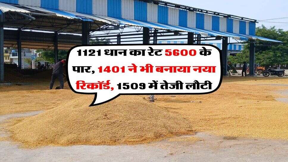 1121 Dhan Price Today : 1121 धान का रेट 5600 के पार, 1401 ने भी बनाया नया रिकॉर्ड, 1509 में तेजी लौटी
