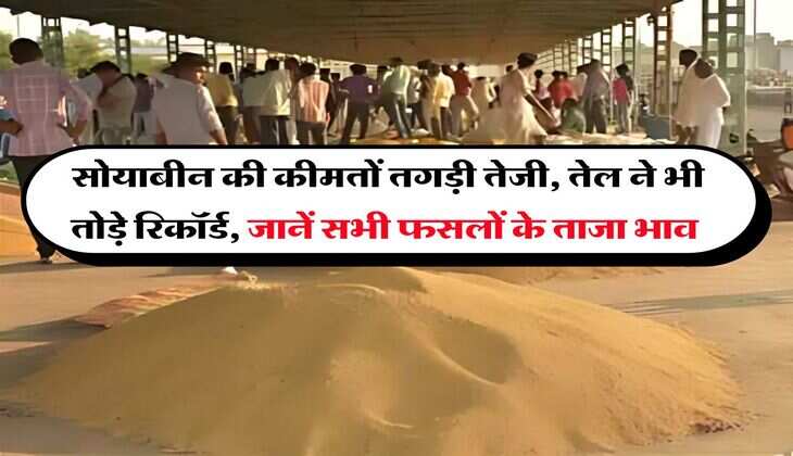 Kota Mandi Bhav : सोयाबीन की कीमतों तगड़ी तेजी, तेल ने भी तोड़े रिकॉर्ड, जानें सभी फसलों के ताजा भाव
