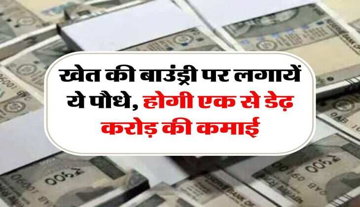 Business Idea: खेत की बाउंड्री पर लगायें ये पौधे, होगी एक से डेढ़ करोड़ की कमाई