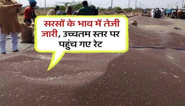 sarso ka bhav 15 july : सरसों के भाव में तेजी जारी, उच्चतम स्तर पर पहुंच गए रेट