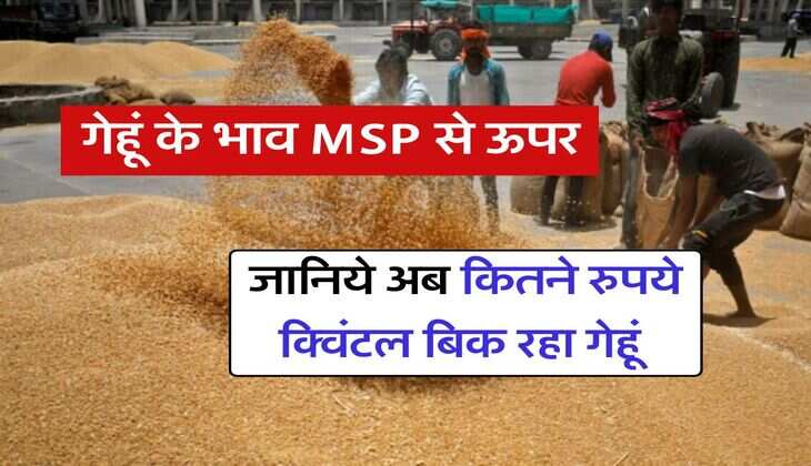 wheat price hike : गेहूं के भाव MSP से ऊपर, जानिये अब कितने रुपये क्विंटल बिक रहा गेहूं