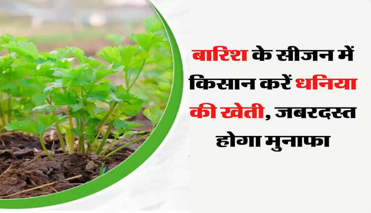 Agriculture Tips: बारिश के सीजन में किसान करें धनिया की खेती, जबरदस्त होगा मुनाफा