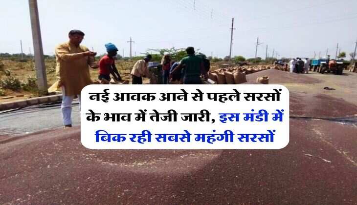 sarso ka bhav : नई आवक आने से पहले सरसों के भाव में तेजी जारी, इस मंडी में बिक रही सबसे महंगी सरसों