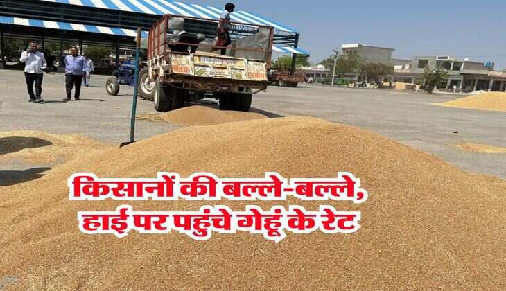 Wheat Rate Hike : किसानों की बल्ले-बल्ले, हाई पर पहुंचे गेहूं के रेट