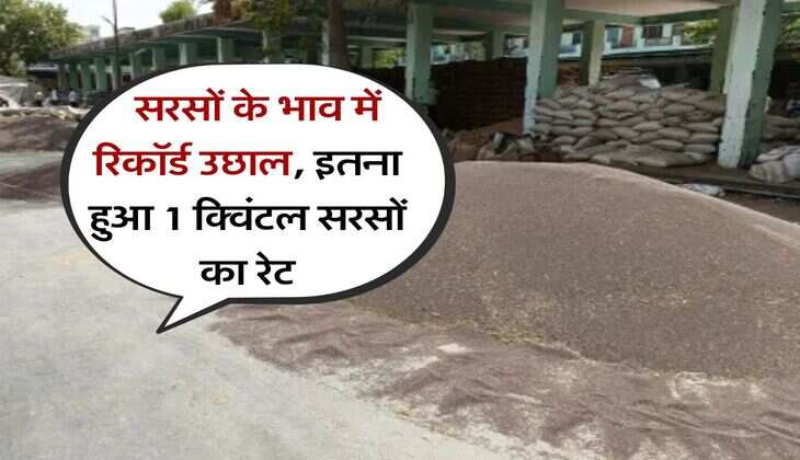sarso rate today 27 july : सरसों के भाव में रिकॉर्ड उछाल, इतना हुआ 1 क्विंटल सरसों का रेट
