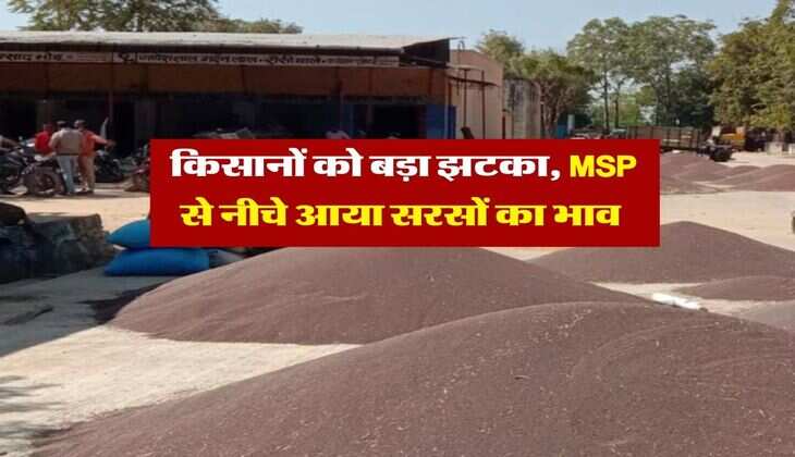 Sarso Rate : किसानों को बड़ा झटका, MSP से नीचे आया सरसों का भाव&nbsp;