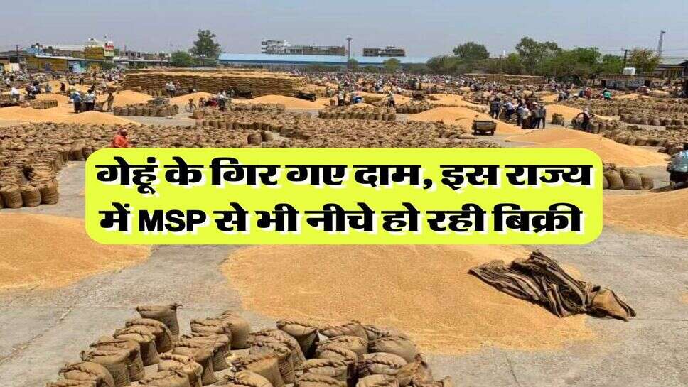 Wheat Price Down : गेहूं के गिर गए दाम, इस राज्य में MSP से भी नीचे हो रही बिक्री&nbsp;