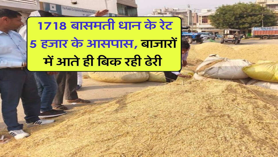 1718 Dhan Price : 1718 बासमती धान के रेट 5 हजार के आसपास, बाजारों में आते ही बिक रही ढेरी