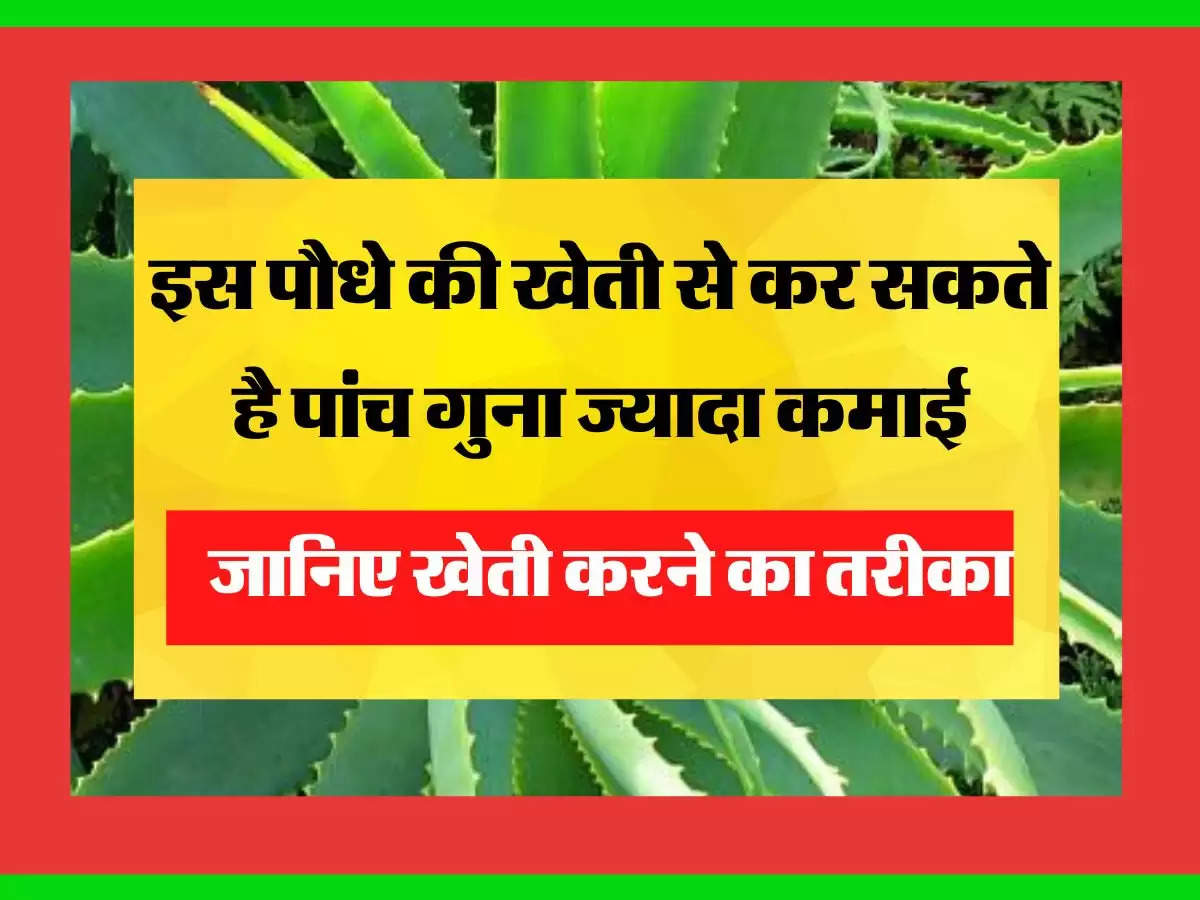 इस पौधे की खेती से कर सकते है पांच गुना ज्यादा कमाई, जानिए खेती करने का तरीका