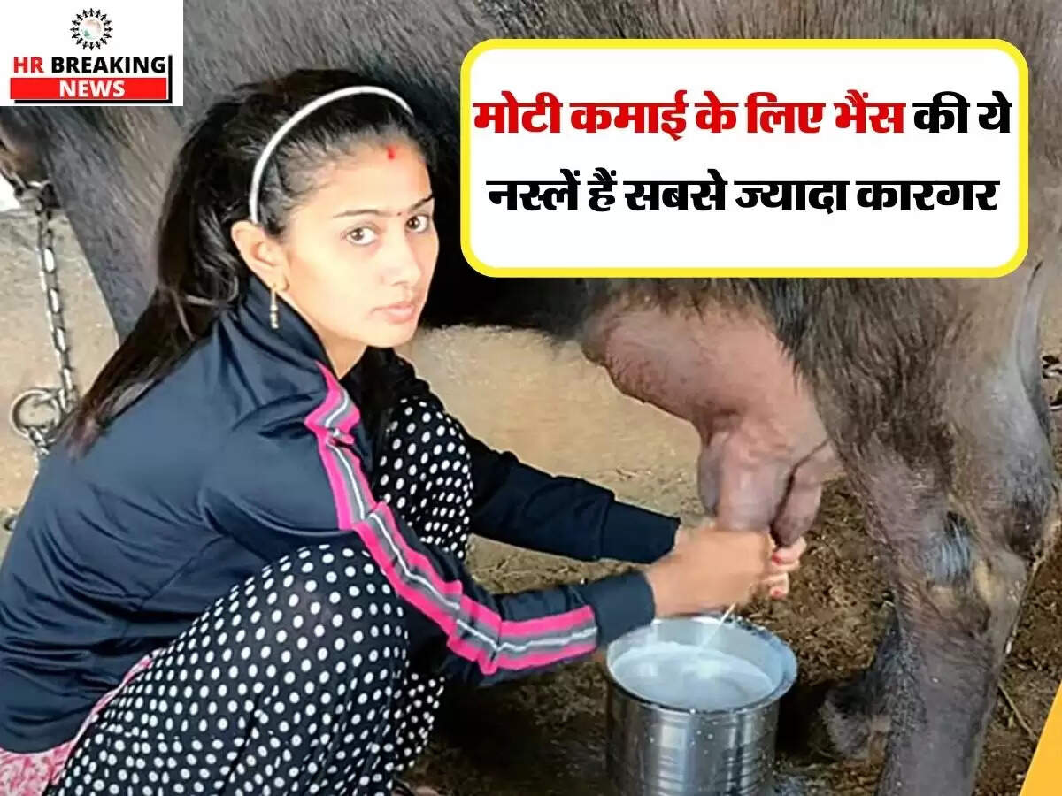 मोटी कमाई के लिए भैंस की ये नस्लें हैं सबसे ज्यादा कारगर, होगी बंपर कमाई