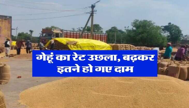 Gehu Ka Bhav : गेहूं का रेट उछला, बढ़कर इतने हो गए दाम