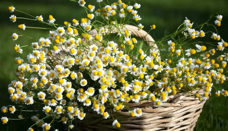 Farmers can become rich by cultivating Germany chamomile, know how