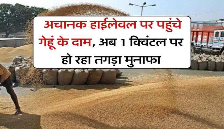 wheat rate hike : अचानक हाईलेवल पर पहुंचे गेहूं के दाम, अब 1 क्विंटल पर हो रहा तगड़ा मुनाफा
