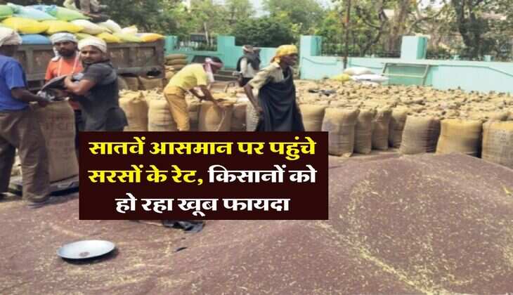 sarso rate hike : सातवें आसमान पर पहुंचे सरसों के रेट, किसानों को हो रहा खूब फायदा