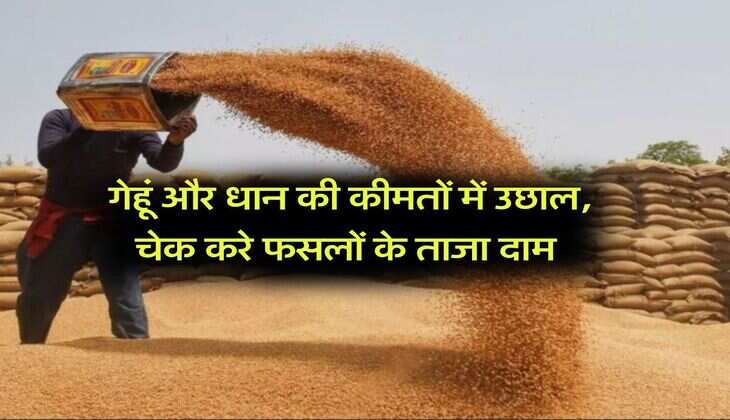 Mandi Bhav : गेहूं और धान की कीमतों में उछाल, चेक करे फसलों के ताजा दाम