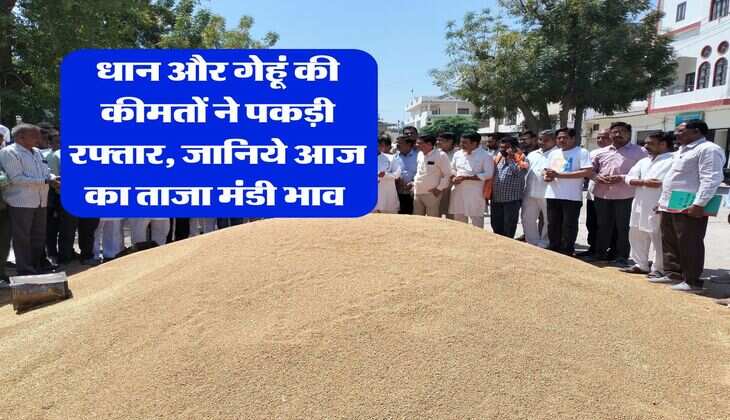 Mandi Bhav : धान और गेहूं की कीमतों ने पकड़ी रफ्तार, जानिये आज का ताजा मंडी भाव 