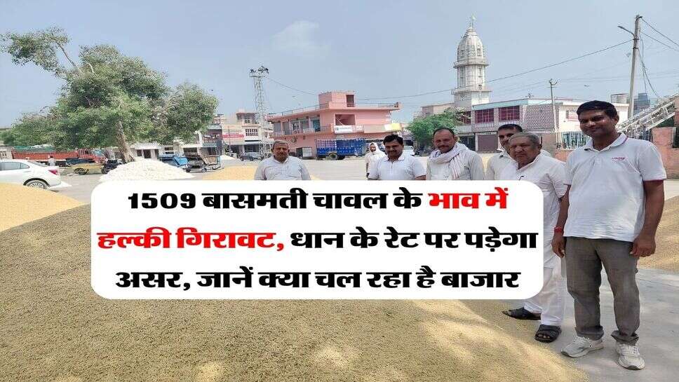 1509 Dhan price : 1509 बासमती चावल के भाव में हल्की गिरावट, धान के रेट पर पड़ेगा असर, जानें क्या चल रहा है बाजार