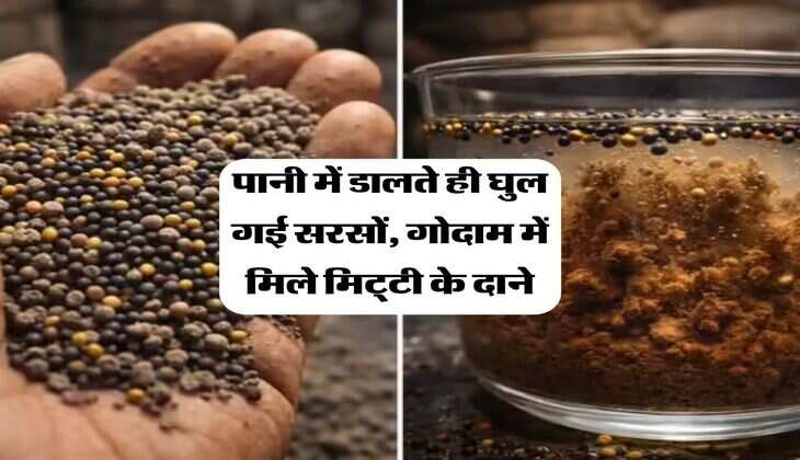 Sarso : पानी में डालते ही घुल गई सरसों, गोदाम में मिले मिट्&zwnj;टी के दाने