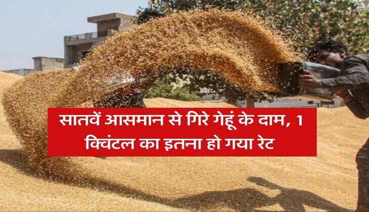 wheat rate down : सातवें आसमान से गिरे गेहूं के दाम, 1 क्विंटल का इतना हो गया रेट
