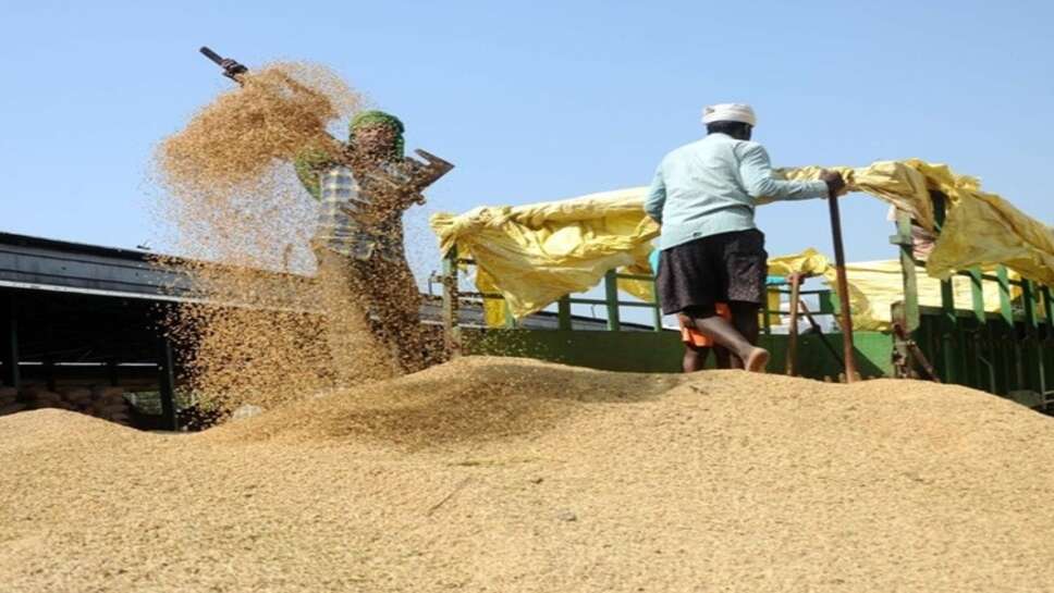 आज के धान मंडी भाव 02 अक्टूबर 2026: 1509, RS10, RH10 सहित सभी धान के ताजा भाव
