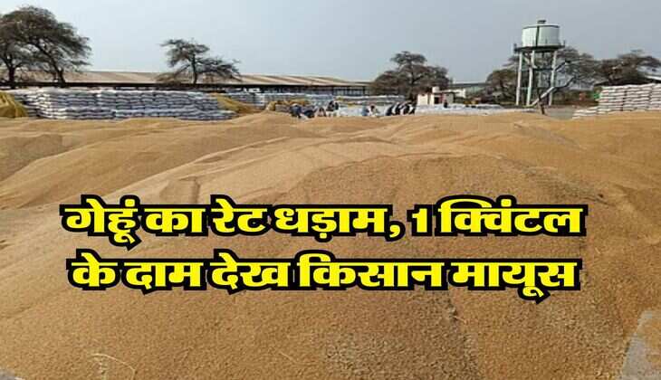 Gehu Ka Bhav 21 July : गेहूं का रेट धड़ाम, 1 क्विंटल के दाम देख किसान मायूस
