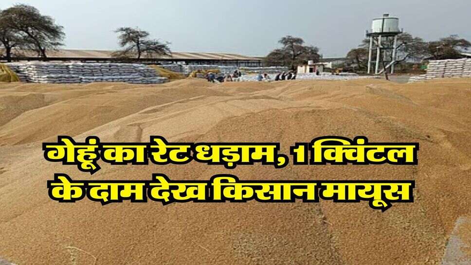 Gehu Ka Bhav 21 July : गेहूं का रेट धड़ाम, 1 क्विंटल के दाम देख किसान मायूस