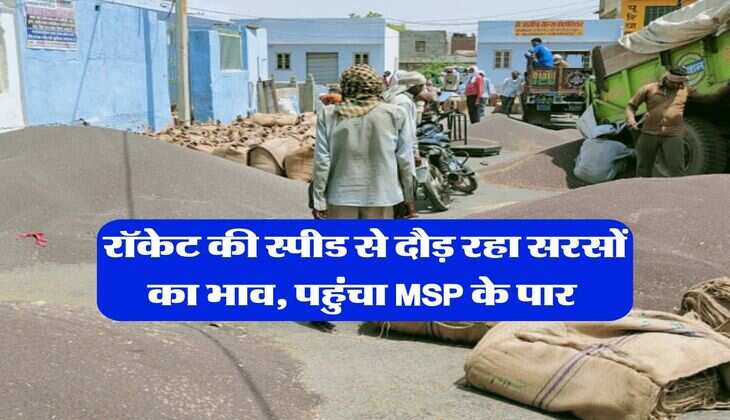 Sarso Rate : रॉकेट की स्पीड से दौड़ रहा सरसों का भाव, पहुंचा MSP के पार&nbsp;