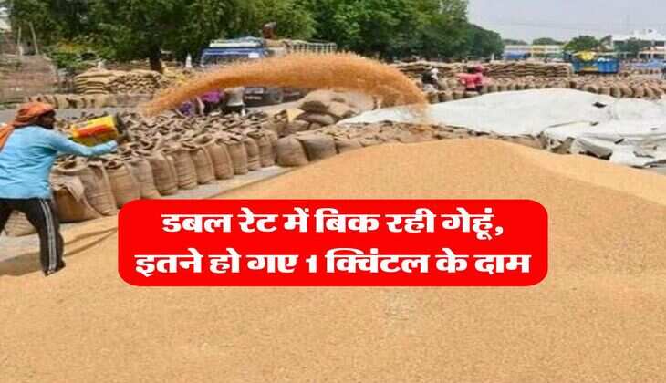 Wheat Rate Hike : डबल रेट में बिक रही गेहूं, इतने हो गए 1 क्विंटल के दाम