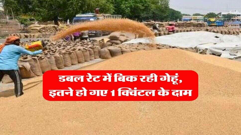 Wheat Rate Hike : डबल रेट में बिक रही गेहूं, इतने हो गए 1 क्विंटल के दाम