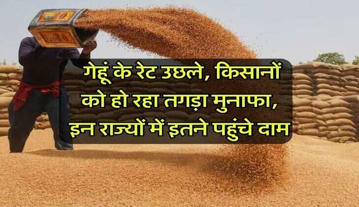 Wheat Rate Hike : गेहूं के रेट उछले, किसानों को हो रहा तगड़ा मुनाफा, इन राज्यों में इतने पहुंचे दाम