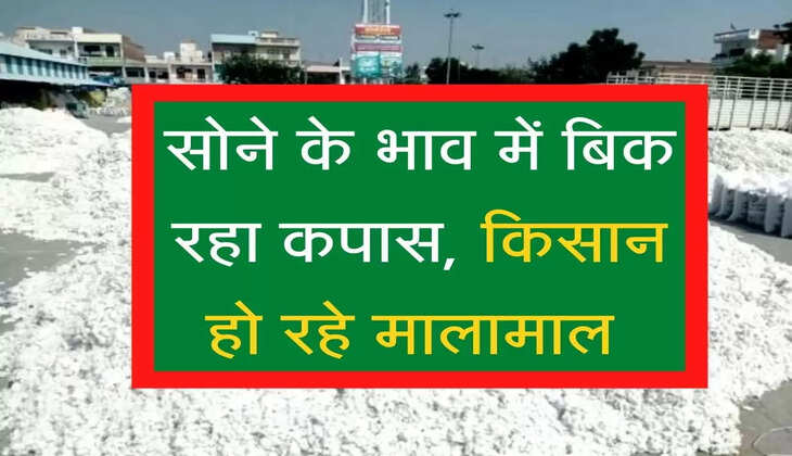 सोने के भाव में बिक रहा कपास, किसान हो रहे मालामाल 
