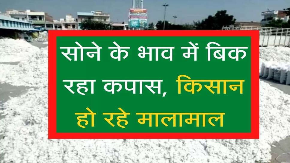 सोने के भाव में बिक रहा कपास, किसान हो रहे मालामाल 