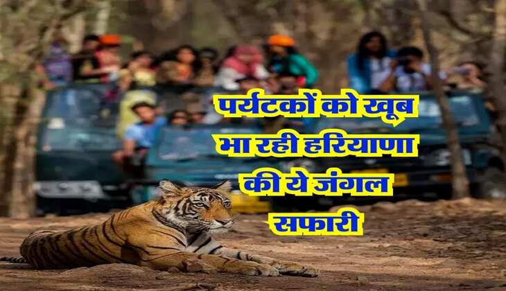 Haryana : पर्यटकों को खूब भा रही हरियाणा की ये जंगल सफारी, दूर दूर से घूमने आ रहे लोग