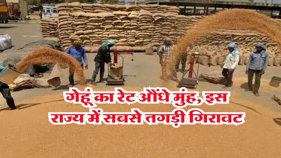 Gehu Ka Bhav : गेहूं का रेट औंधे मुंह, इस राज्य में सबसे तगड़ी गिरावट