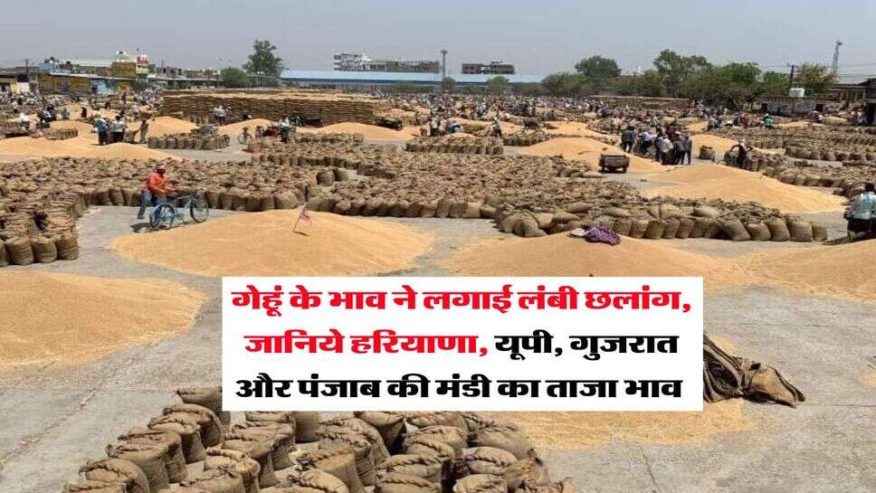 Wheat Rate : गेहूं के भाव ने लगाई लंबी छलांग, जानिये हरियाणा, यूपी, गुजरात और पंजाब की मंडी का ताजा भाव&nbsp;