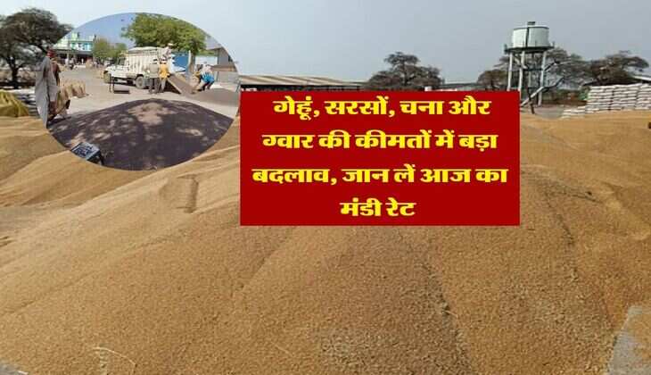 Mandi Bhav : गेहूं, सरसों, चना और ग्वार की कीमतों में बड़ा बदलाव, जान लें आज का मंडी रेट&nbsp;