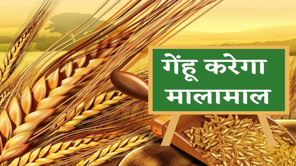 Wheat Price दूसरे देश भारत से मांग रहे गेहूं, भाव में इतने रूपए तक आ सकती है तेजी