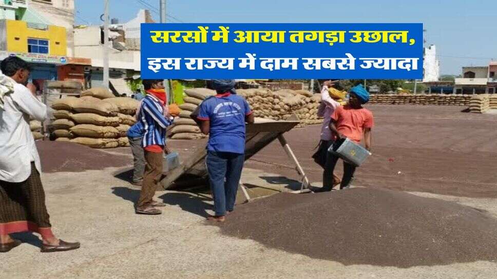 Sarso Rate Hike : सरसों में आया तगड़ा उछाल, इस राज्य में दाम सबसे ज्यादा