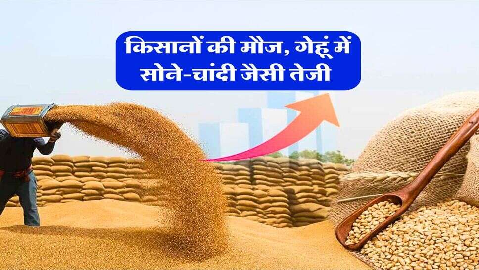 Wheat Rate 29 January : किसानों की मौज, गेहूं में सोने-चांदी जैसी तेजी
