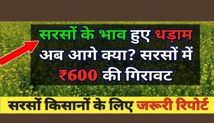 Mustard Mandi Bhav Mustard prices fall aaj ka mandi bhav