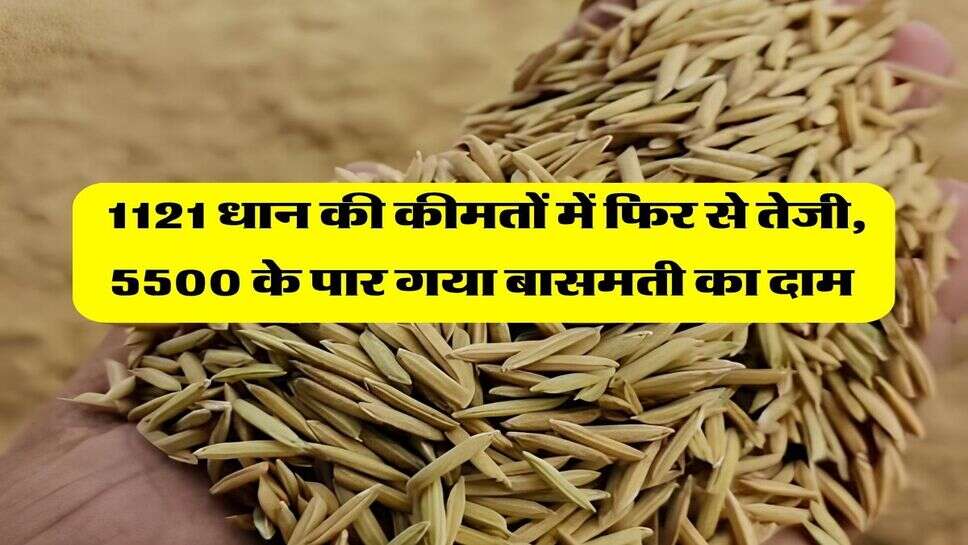 1121 dhan price today : 1121 धान की कीमतों में फिर से तेजी, 5500 के पार गया बासमती का दाम