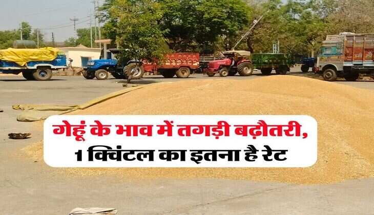 Gehu ka bhav 5 august 2025 : गेहूं के भाव में तगड़ी बढ़ौतरी, 1 क्विंटल का इतना है रेट 