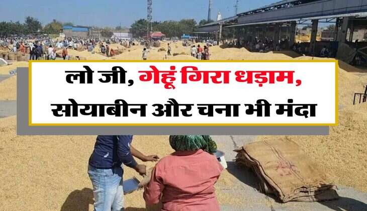 Kota Mandi Bhav : लो जी, गेहूं गिरा धड़ाम, सोयाबीन और चना भी मंदा