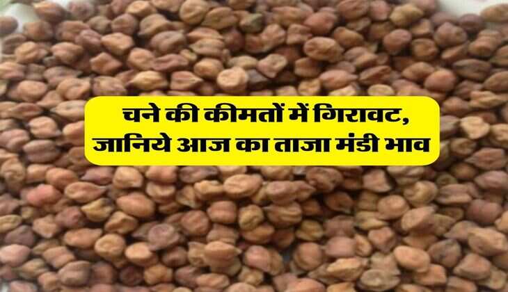 chana bhav : चने की कीमतों में गिरावट, जानिये आज का ताजा मंडी भाव&nbsp;