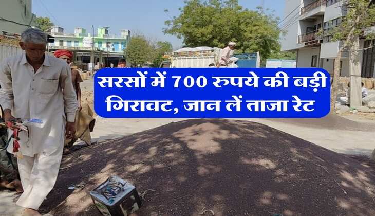 Sarso Ka Bhav : सरसों में 700 रुपये की बड़ी गिरावट, जान लें ताजा रेट&nbsp;